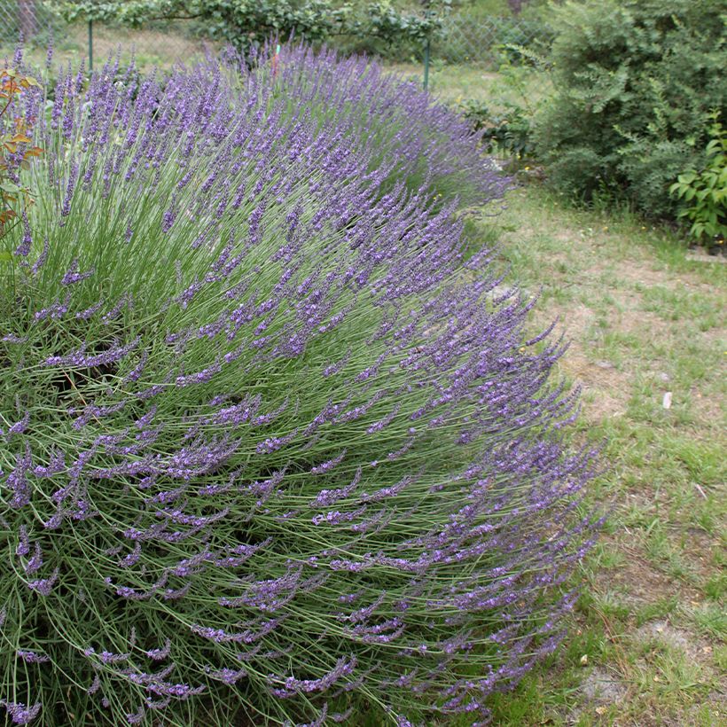 Lavande intermedia Grosso - Lavandin (Plant habit)