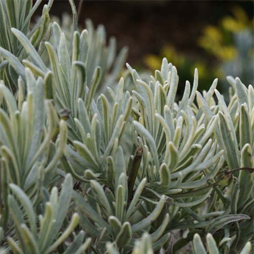 Lavande intermedia Walburton's Silver Edge - Lavandin (Foliage)