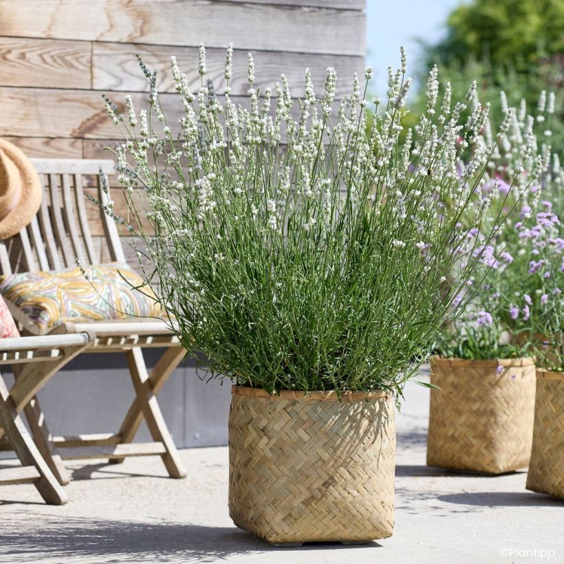 Lavande intermedia Exceptional - Lavandin (Plant habit)