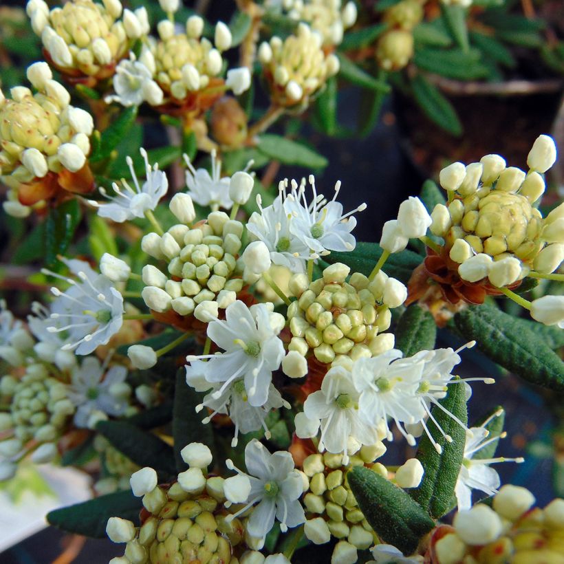 Ledum groendlandicum Helma - Thé du Labrador (Flowering)