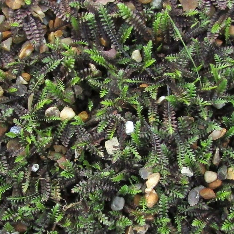 Cotule à bractées - Leptinella squalida (Foliage)