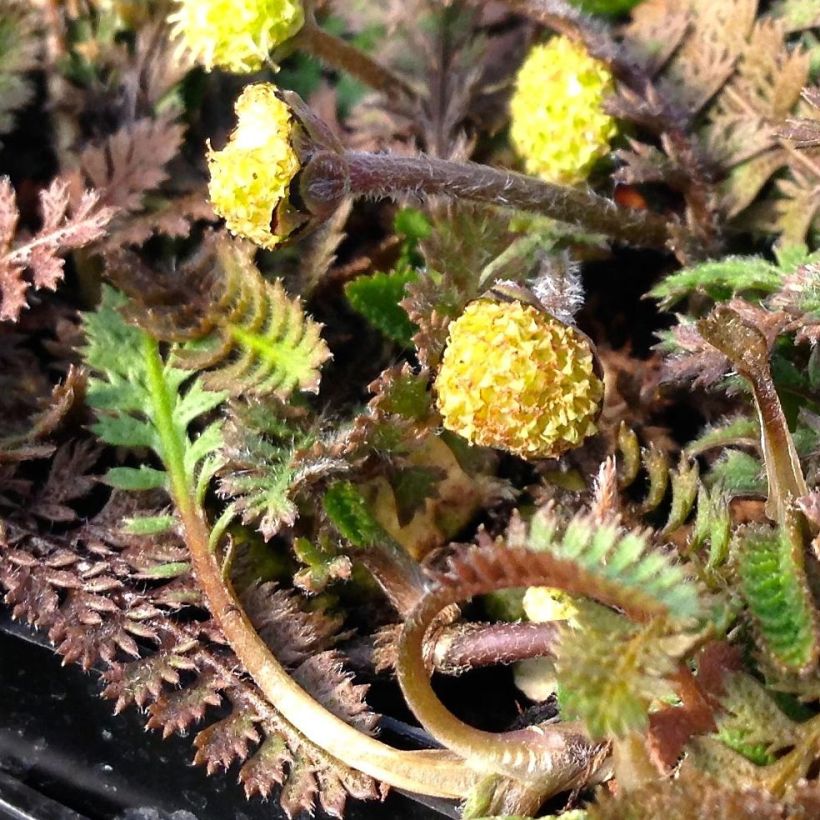 Cotule à bractées - Leptinella squalida (Flowering)
