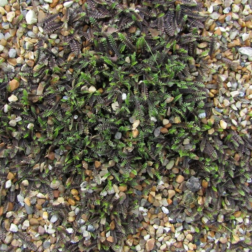 Cotule à bractées - Leptinella squalida (Plant habit)