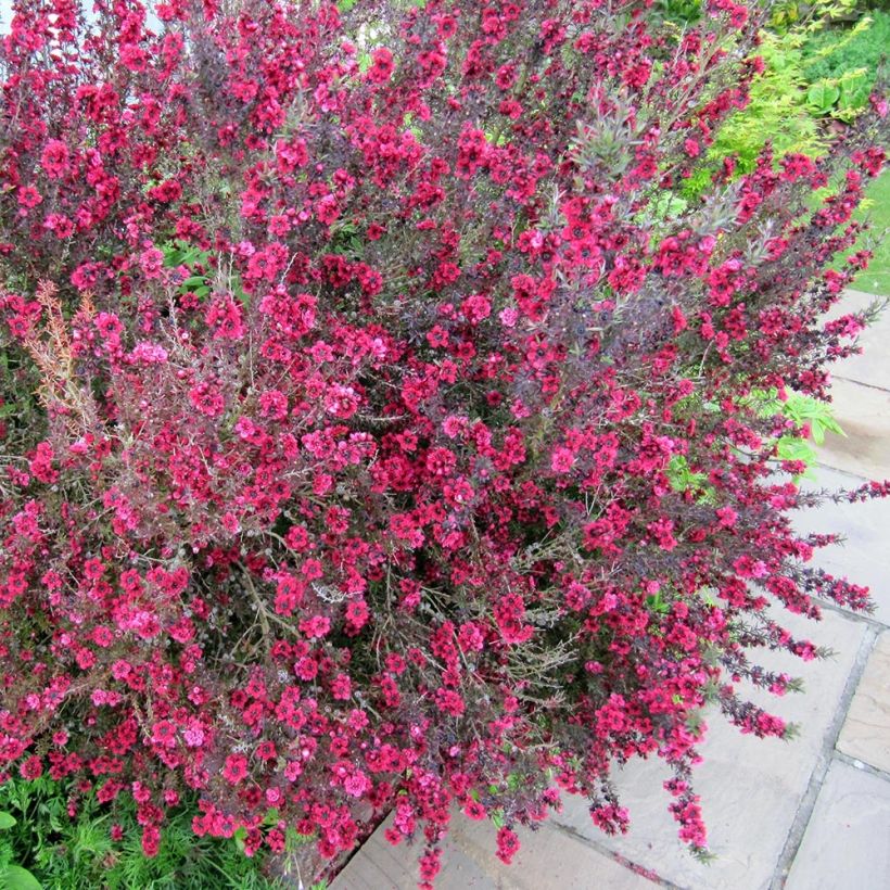 Leptospermum Coral candy - Arbre à thé (Plant habit)
