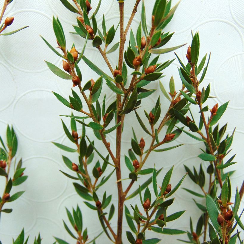 Leptospermum Karo Pearl Star - Arbre à thé (Foliage)