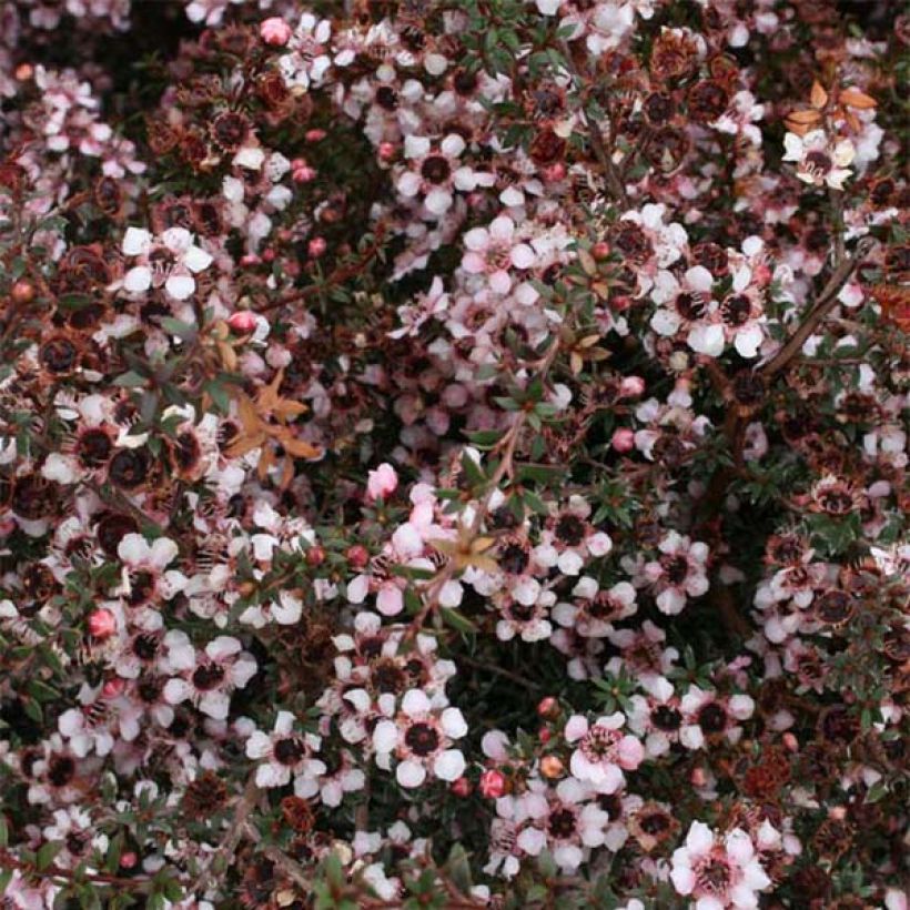 Leptospermum Nanum Tui - Arbre à thé (Flowering)