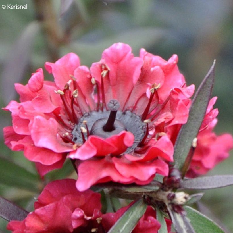 Leptospermum scoparium Crimson Glory - Arbre à thé de Nouvelle-Zélande (Flowering)