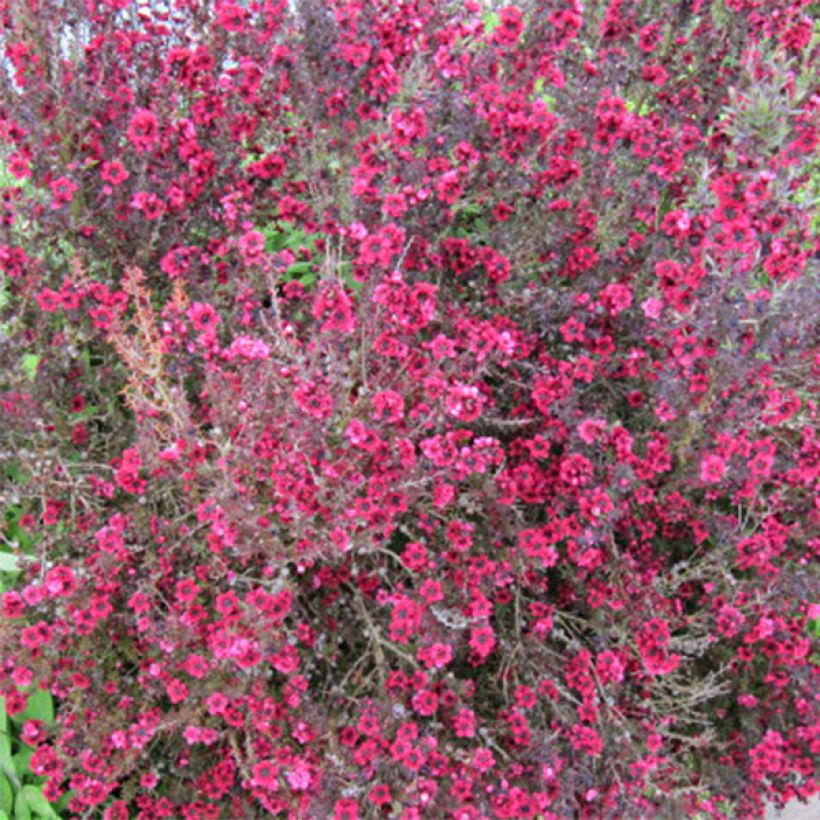 Leptospermum scoparium Red damask - Arbre à thé (Flowering)
