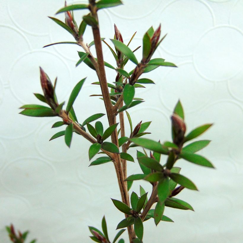 Leptospermum scoparium Red damask - Arbre à thé (Foliage)