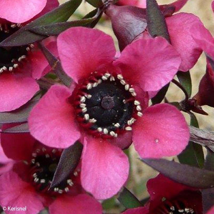 Leptospermum scoparium Red Falls - Arbre à thé de Nouvelle-Zélande (Flowering)