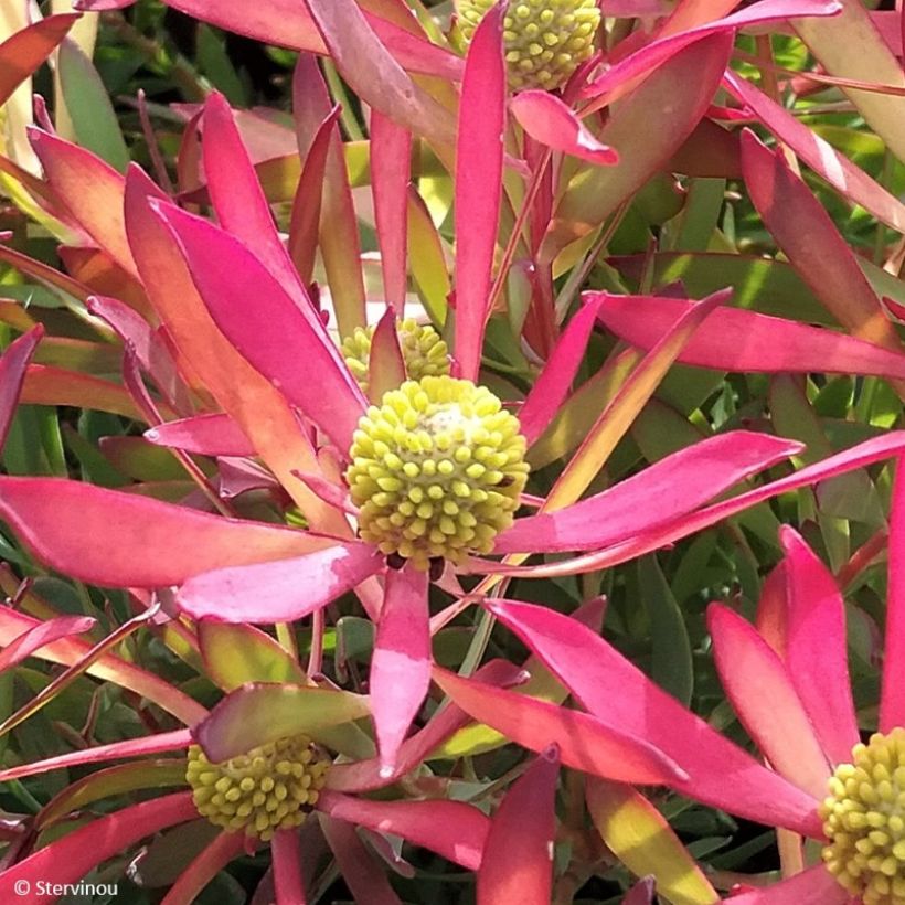 Leucadendron Cheeky  (Flowering)