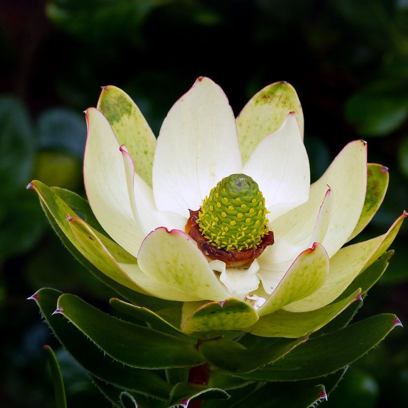 Leucadendron Inca Gold (Flowering)