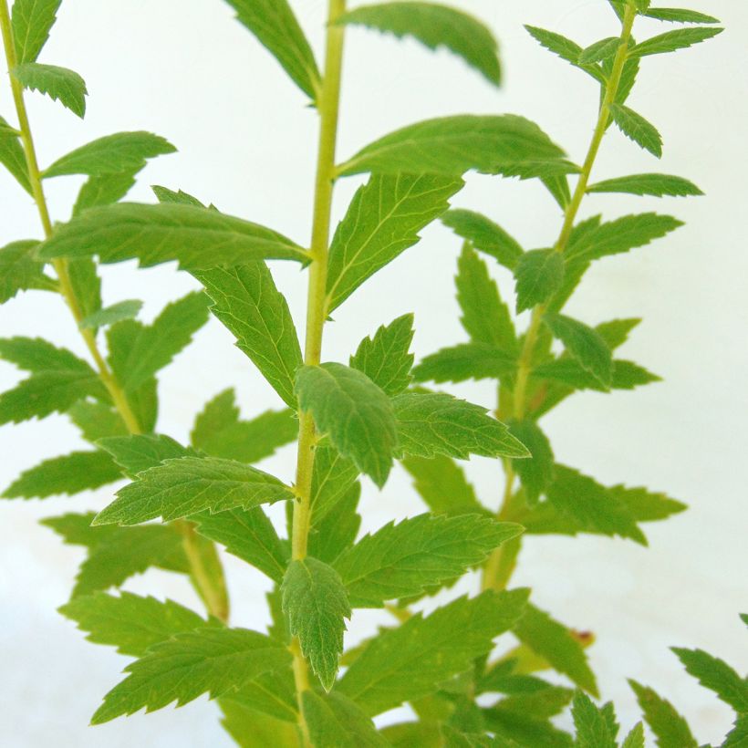 Leucanthemella serotina - Grande marguerite d'automne (Foliage)