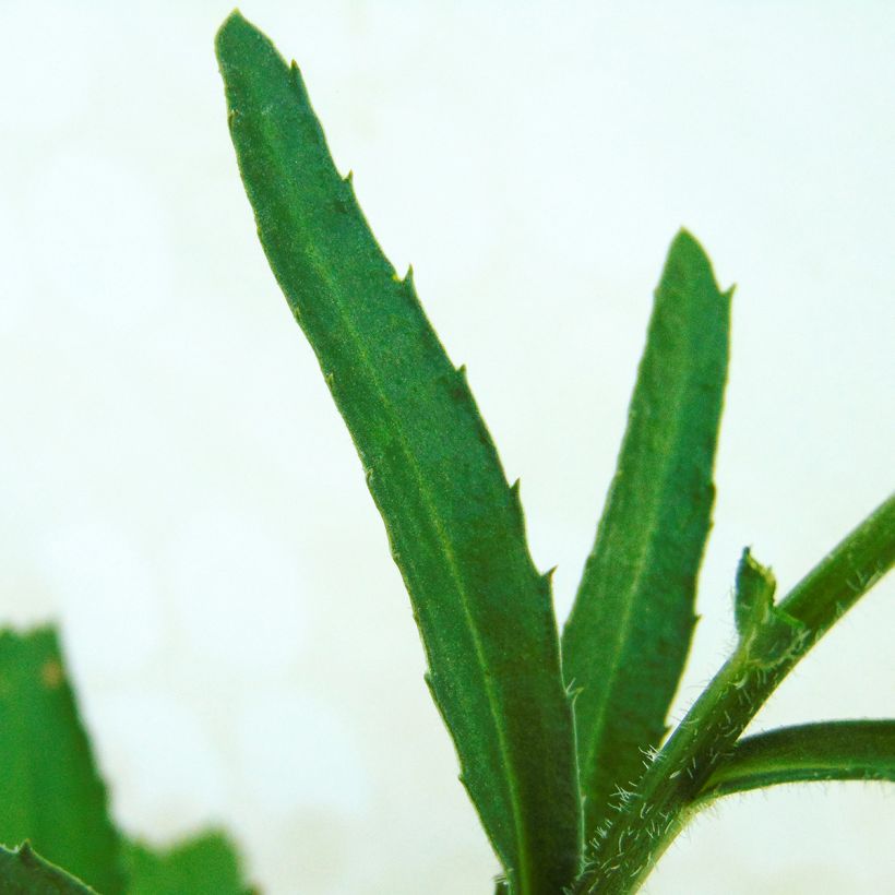 Leucanthemum Real Neat - Grande marguerite (Foliage)