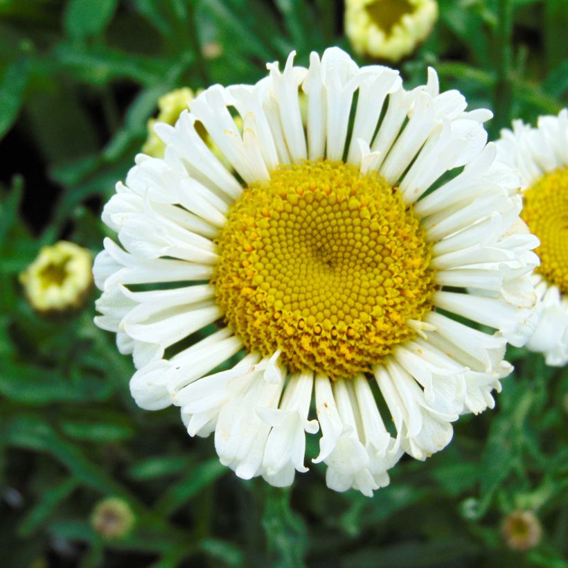 Leucanthemum Real Neat - Grande marguerite (Flowering)