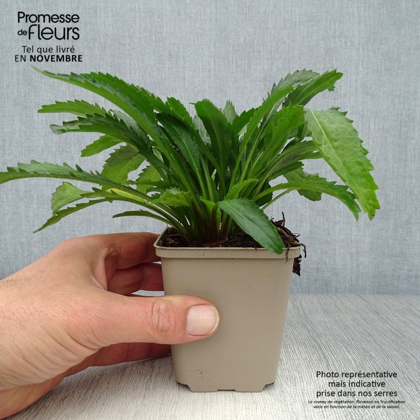 Example of Leucanthemum Real Neat - Grande marguerite Godet de 8/9 cm as you get in automne
