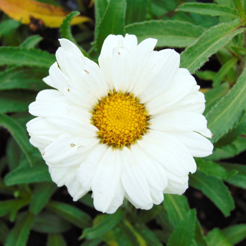 Leucanthemum Victorian Secret - Marguerite à fleurs doubles (Flowering)