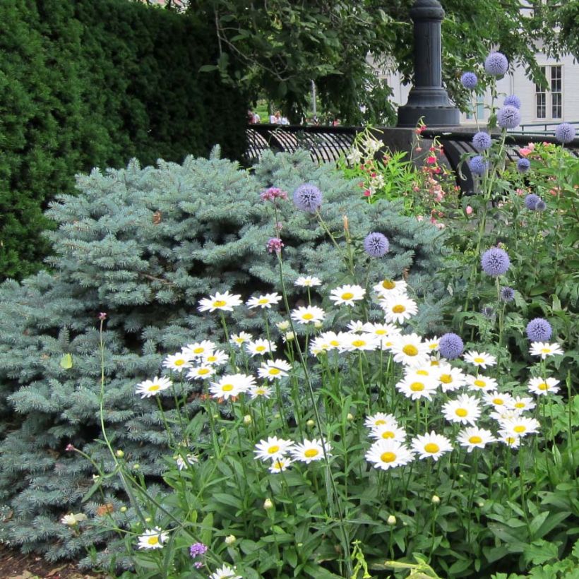 Leucanthemum superbum Becky - Grande marguerite (Plant habit)