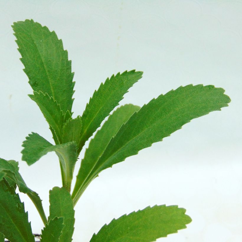 Leucanthemum superbum Christine Hagemann - Grande marguerite (Foliage)