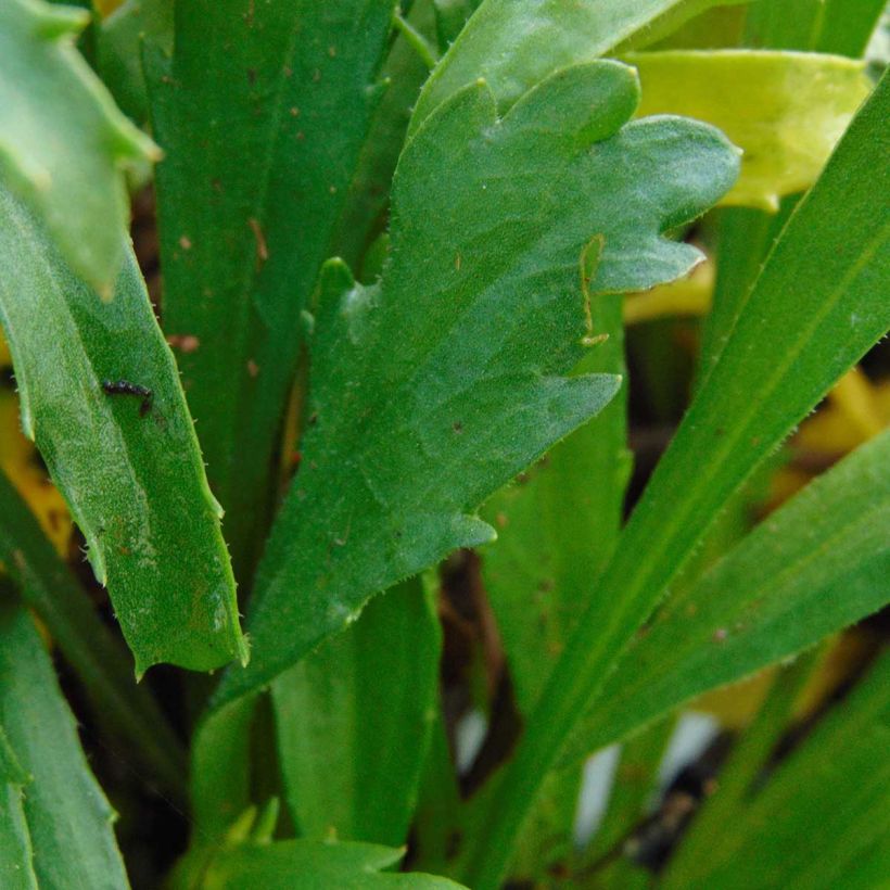 Leucanthemum superbum Engelina - Grande Marguerite (Foliage)