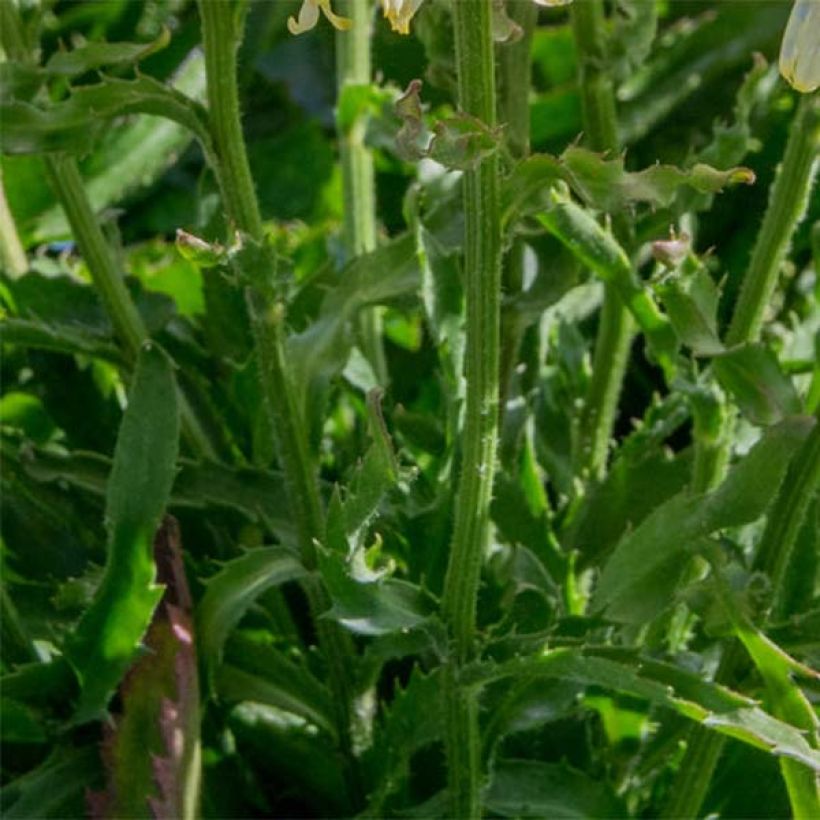 Leucanthemum superbum Goldfinch - Grande marguerite (Foliage)