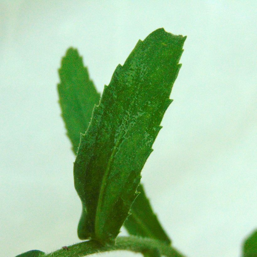 Leucanthemum superbum Gruppenstolz - Grande marguerite (Foliage)
