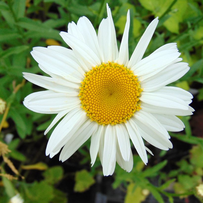 Leucanthemum superbum Gruppenstolz - Grande marguerite (Flowering)