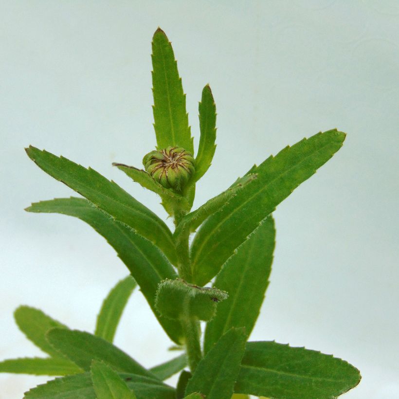 Leucanthemum superbum Luna - Grande marguerite (Foliage)