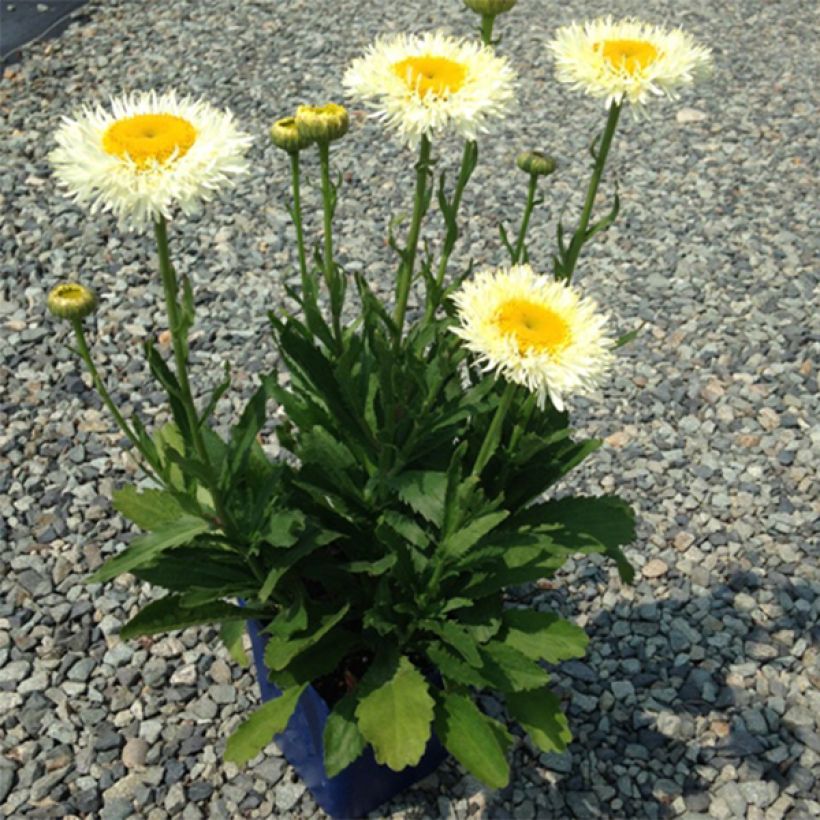 Leucanthemum superbum Real Glory - Grande Marguerite (Plant habit)