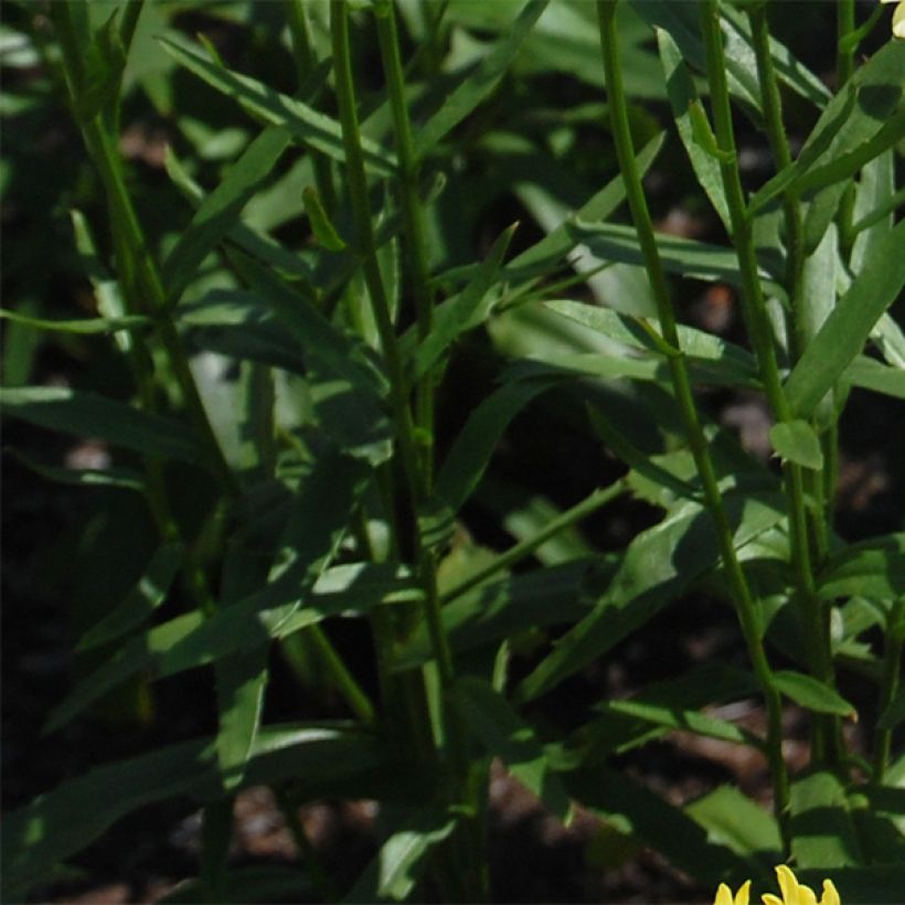 Leucanthemum superbum Sonnenschein - Grande Marguerite (Foliage)