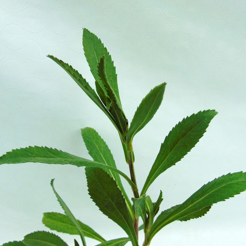 Leucanthemum superbum Wirral Supreme - Grande Marguerite (Foliage)