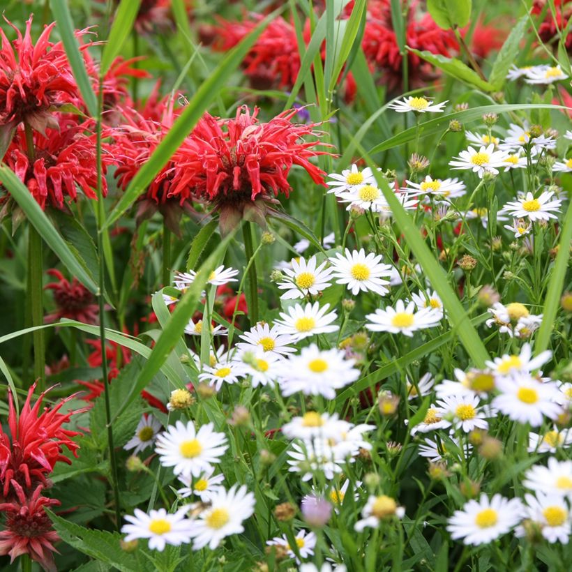 Leucanthemum vulgare - Marguerite commune. (Plant habit)
