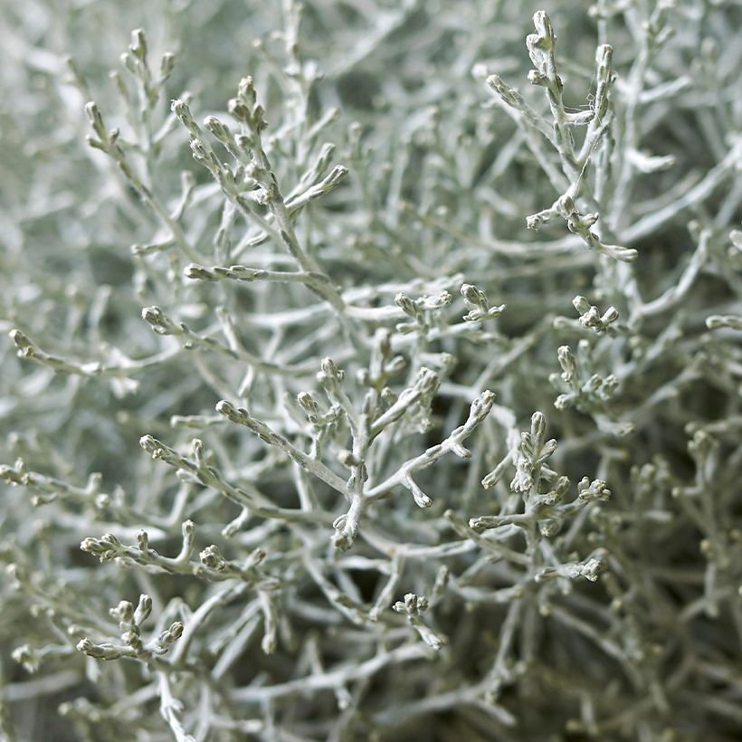 Calocephalus brownii ou Leucophyta brownii  - Calocéphale de Brown (Foliage)