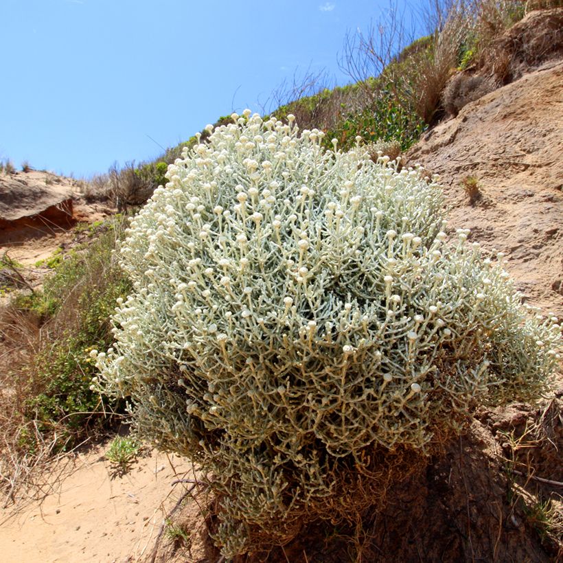 Calocephalus brownii ou Leucophyta brownii  - Calocéphale de Brown (Plant habit)