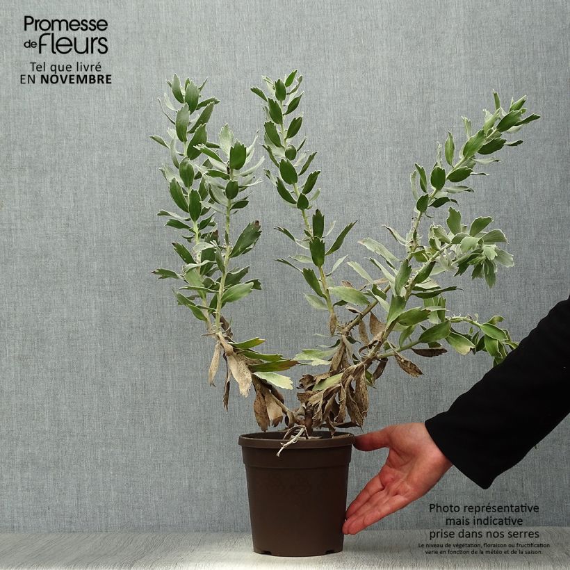 Example of Leucospermum Carnival Red - Pelote d'épingles Pot de 2L/3L as you get in automne