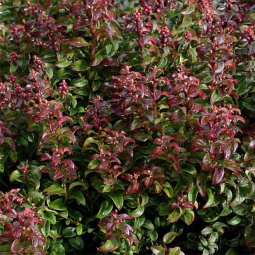 Leucothoe axillaris Twisting Red (Foliage)