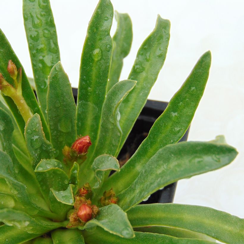 Lewisia cotyledon en mélange (Foliage)