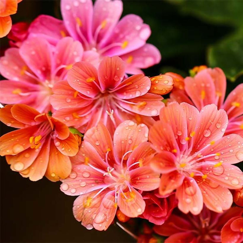 Lewisia cotyledon en mélange (Flowering)