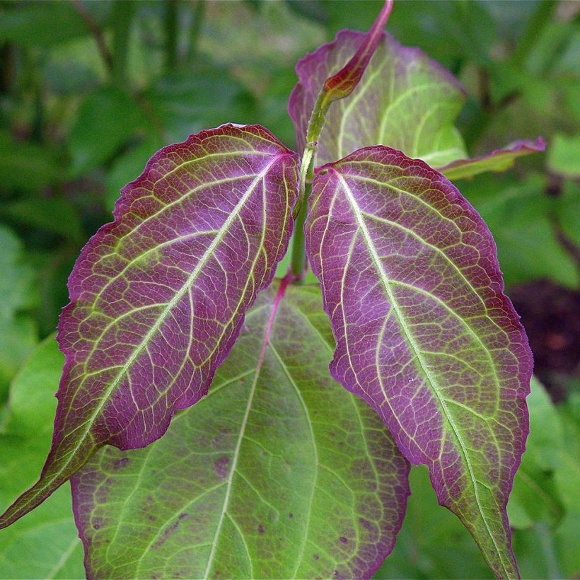Arbre aux faisans - Leycesteria formosa (Foliage)