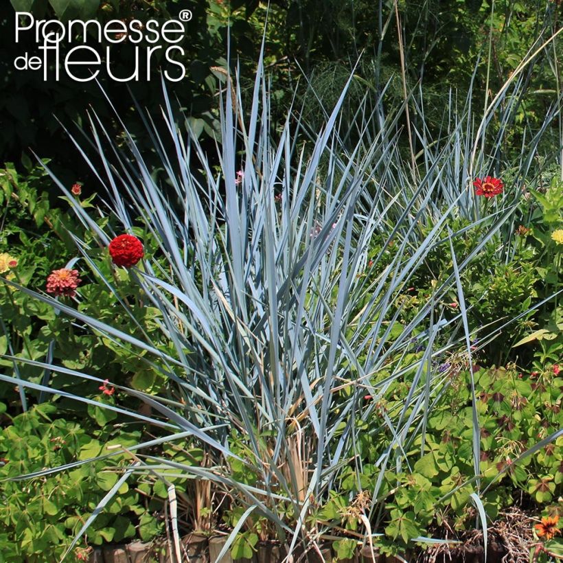 Leymus arenarius Blue Dune - Blé d'Azur  (Plant habit)