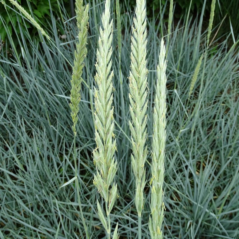 Leymus arenarius Blue Dune - Blé d'Azur  (Flowering)