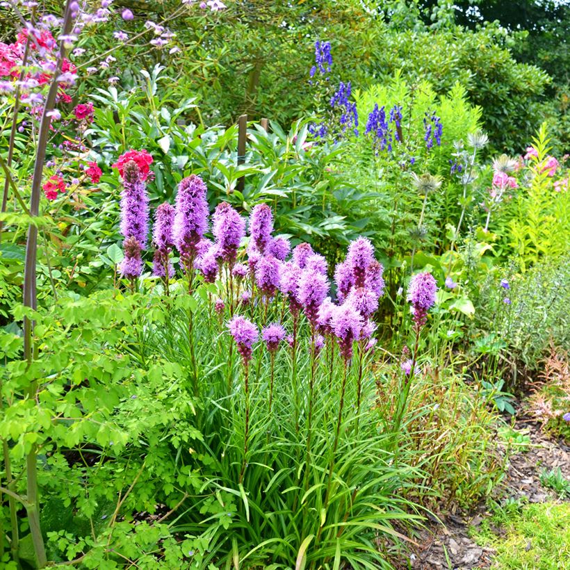 Liatris spicata, Liatride à épis, Plume du Kansas (Plant habit)