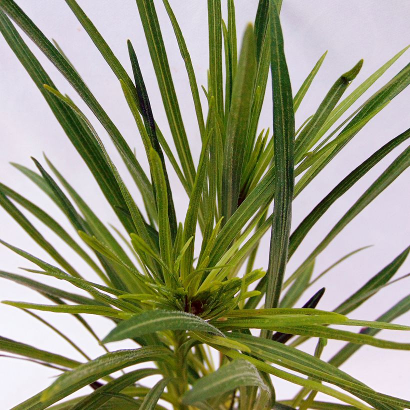 Liatris spicata, Liatride à épis, Plume du Kansas (Foliage)
