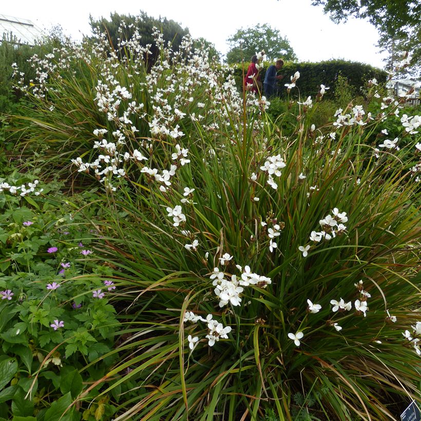 Libertia formosa - Iris du Chili (Plant habit)