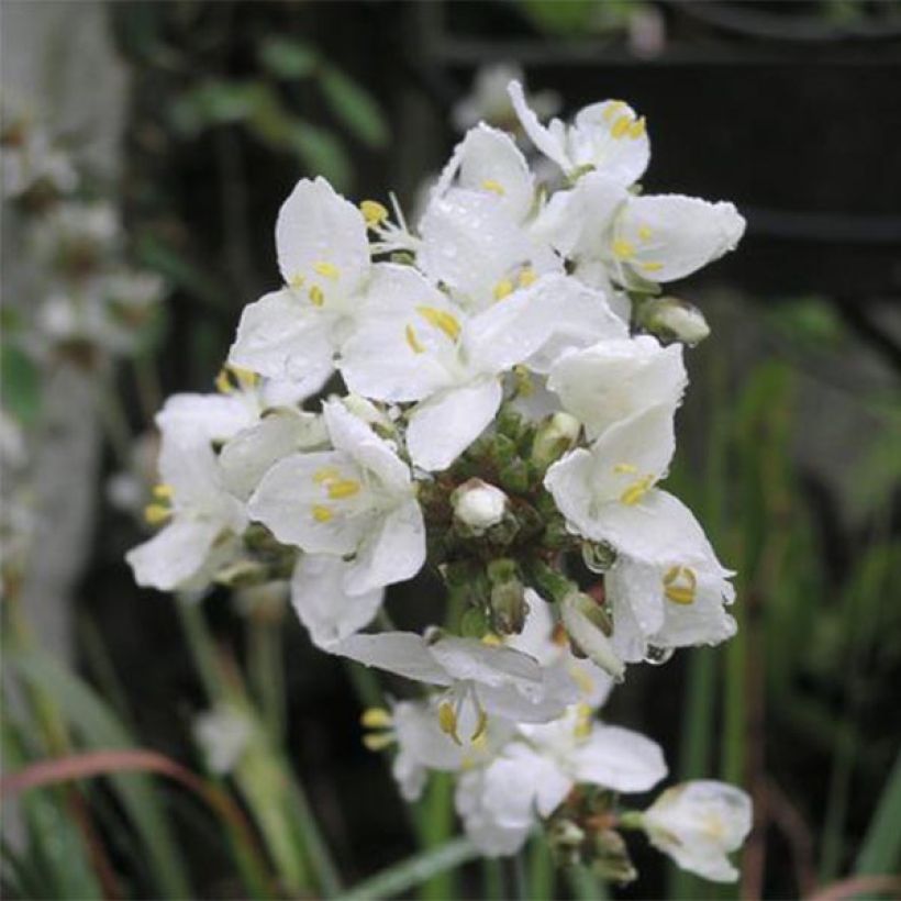 Libertia grandiflora  (Flowering)