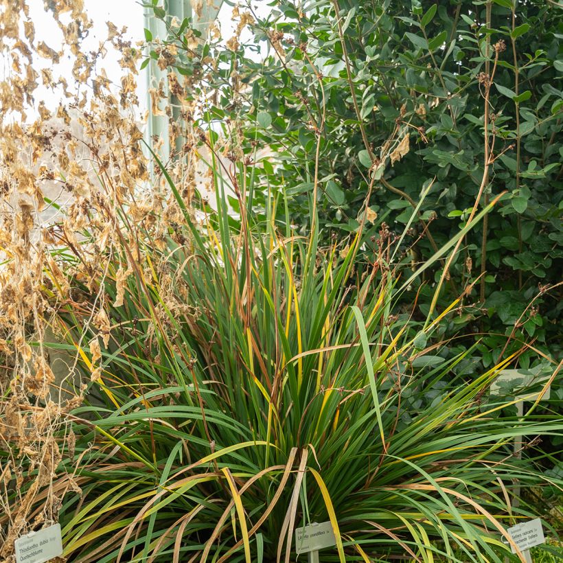 Libertia grandiflora  (Plant habit)