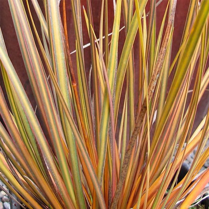 Libertia ixioides Taupo Blaze - Iris de Nouvelle-Zélande (Foliage)