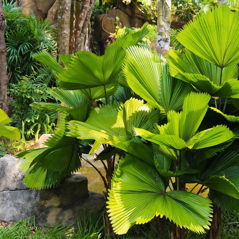Licuala grandis - Palmier cuillère (Plant habit)
