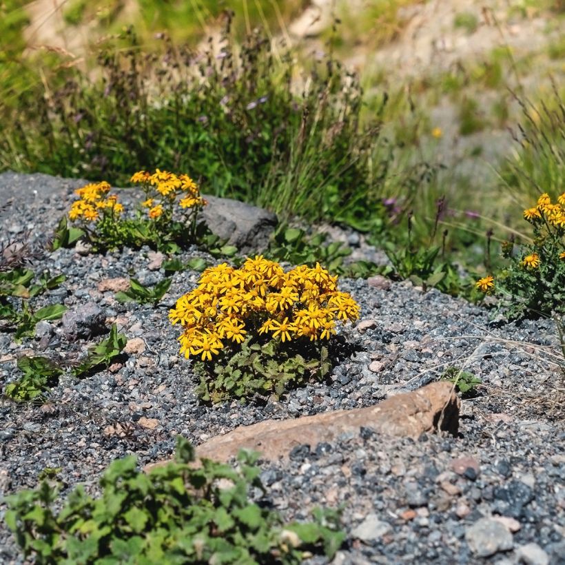 Ligulaire - Ligularia dentata Desdemona  (Plant habit)