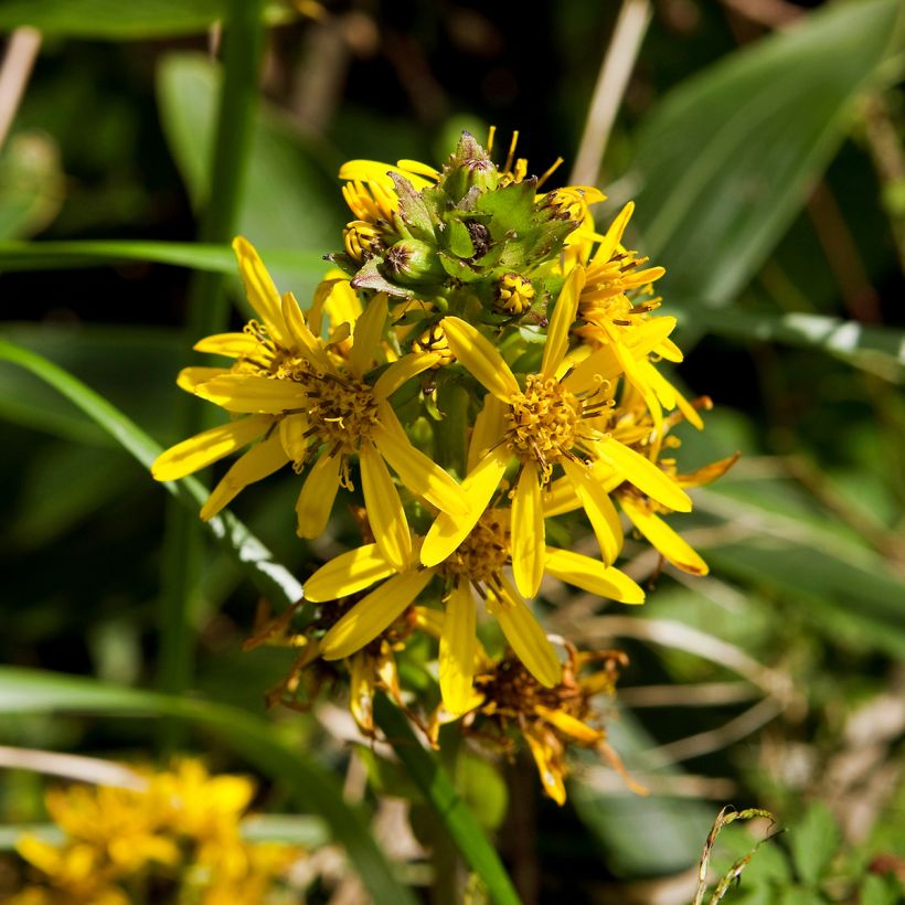 Ligulaire, Ligularia fischeri (Flowering)